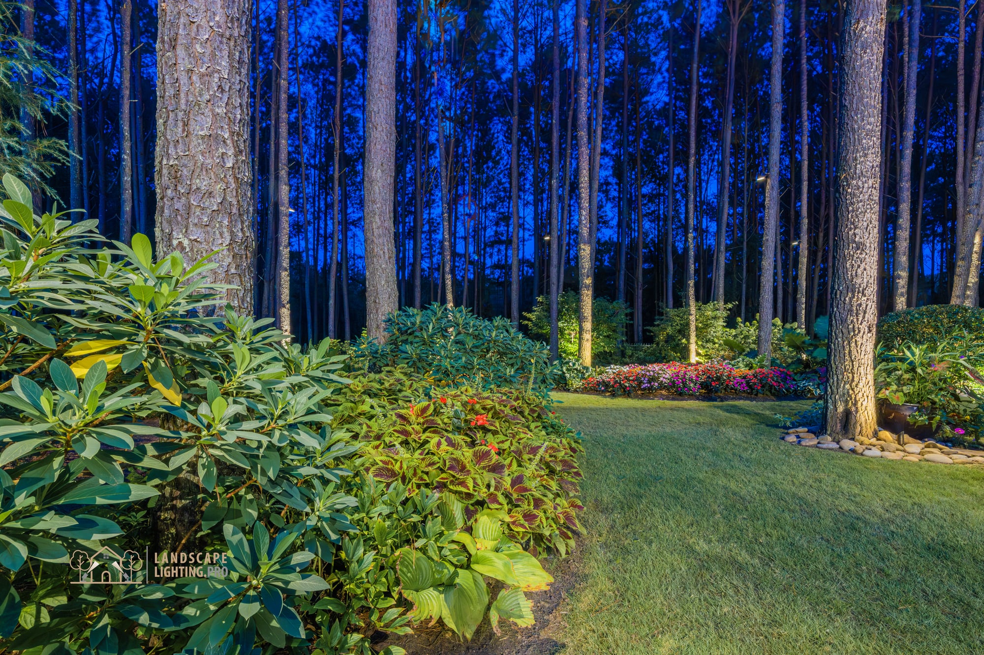 Tall pine trunks silhouetted against a deep-blue dusk sky, with low light pulling color out of the planting beds below