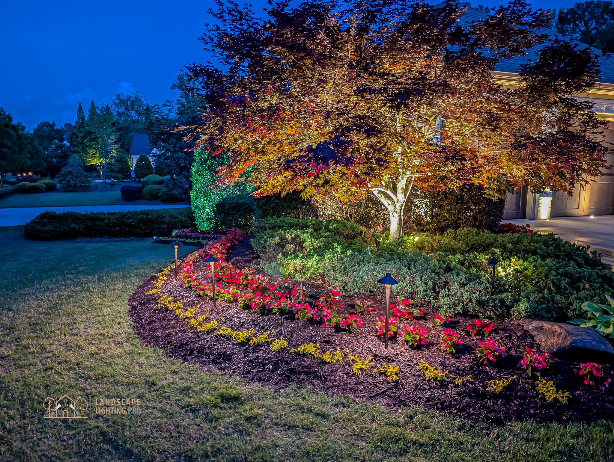 A planted bed with vibrant seasonal flowers and an ornamental Japanese maple in autumn color, lit at dusk